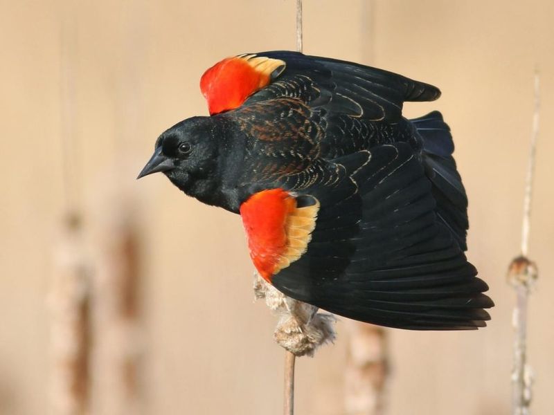 Red-winged Blackbird