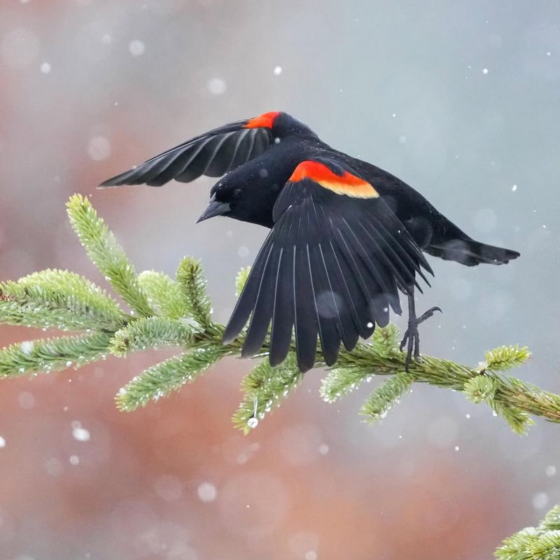 Red-winged Blackbird