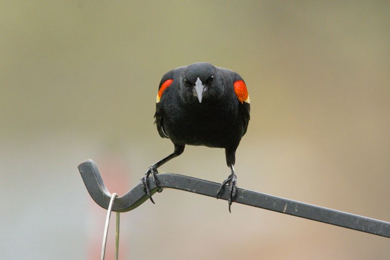 Red-winged Blackbird in Iowa