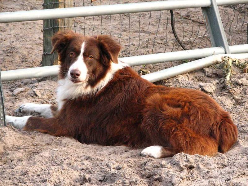 Red with White Markings