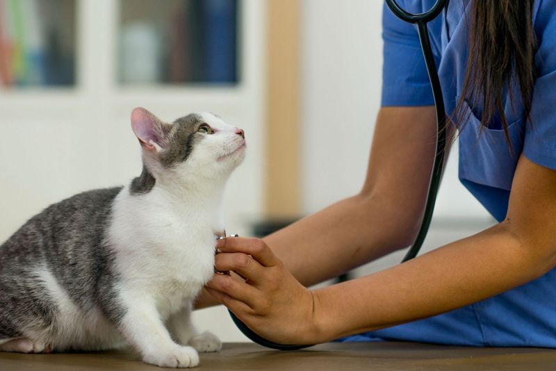 Regular Vet Check-ups