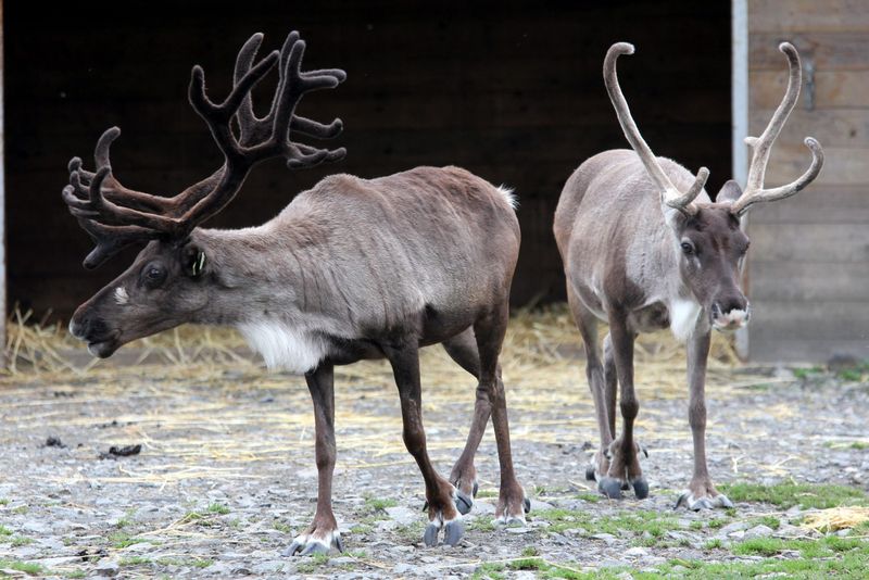 Reindeer's Unique Antlers