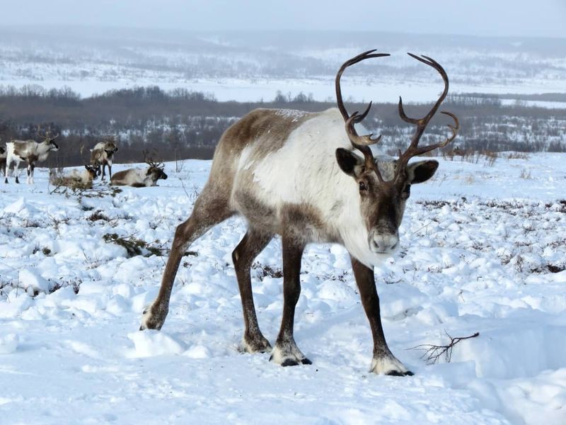 Reindeer's Nose: Nature's Heater