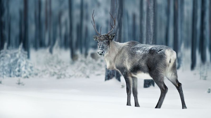 Reindeer's Hooves Adapt to Seasons