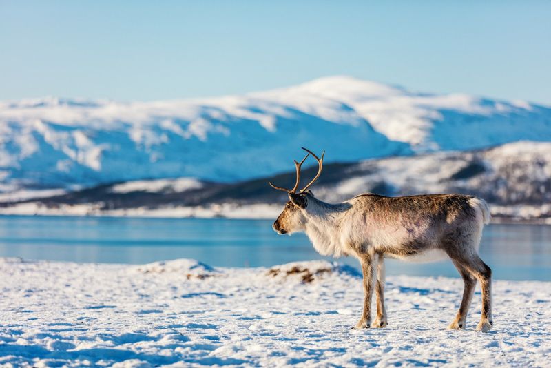 Reindeer Are Excellent Swimmers