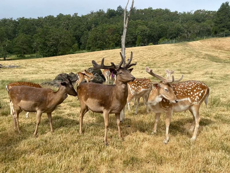 Fallow Deer