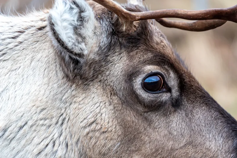 Reindeer Have Built-In Sunglasses