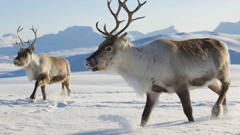 Reindeer Migrate Huge Distances