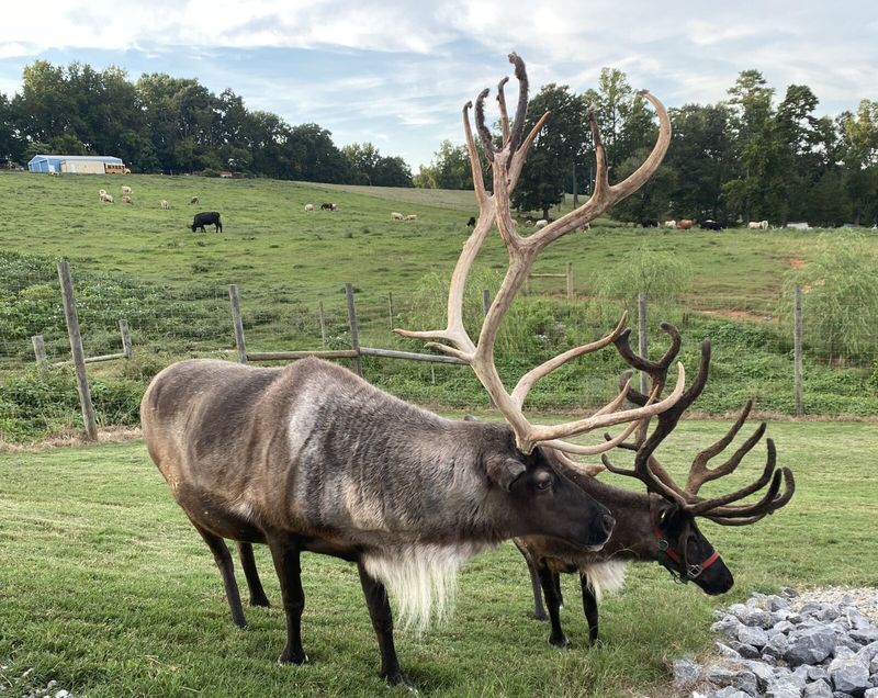 Reindeer Milk is Exceptionally Nutrient-Rich