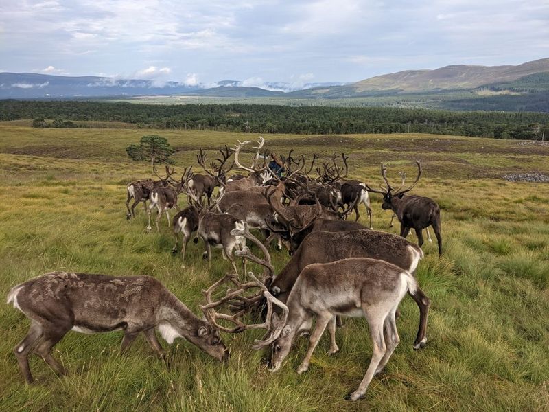 Reindeer and Their Hooting Sounds