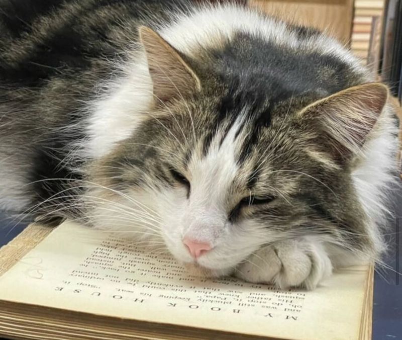 Relax with a Book and Your Pet