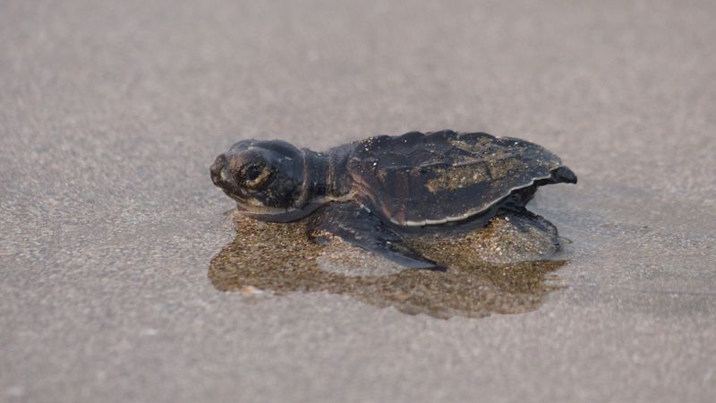 Releasing Baby Turtles In Costa Rica