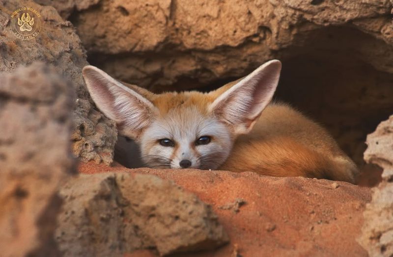 Remarkable Burrower