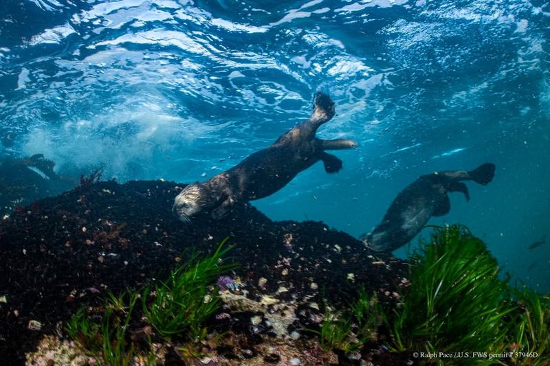 Remarkable Divers