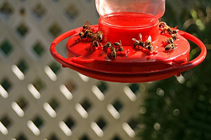 Install Decoy Feeders For Bees