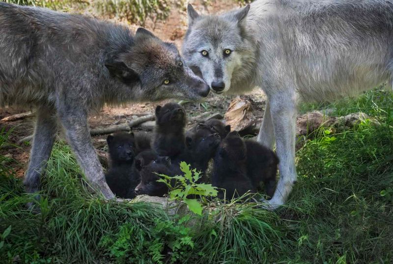 Reproduction and Pups