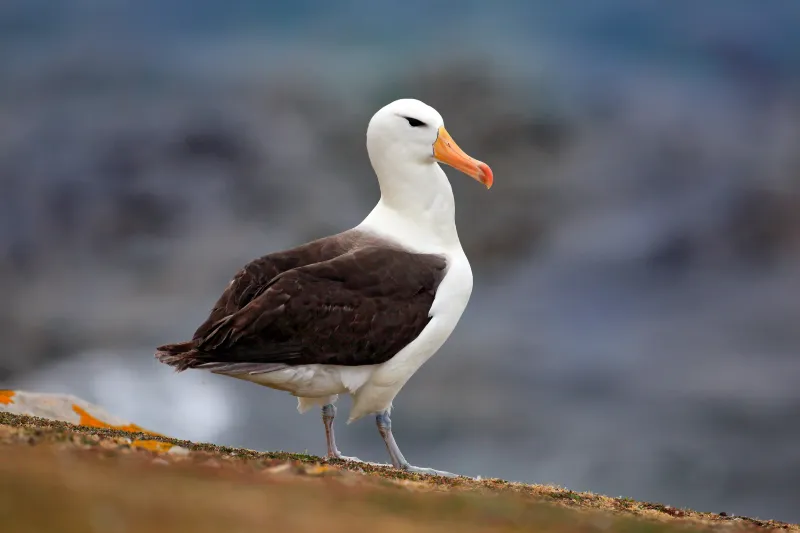 Rescuing the Albatross