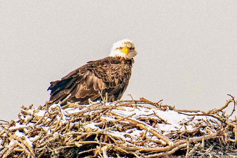 Respect Nesting Areas