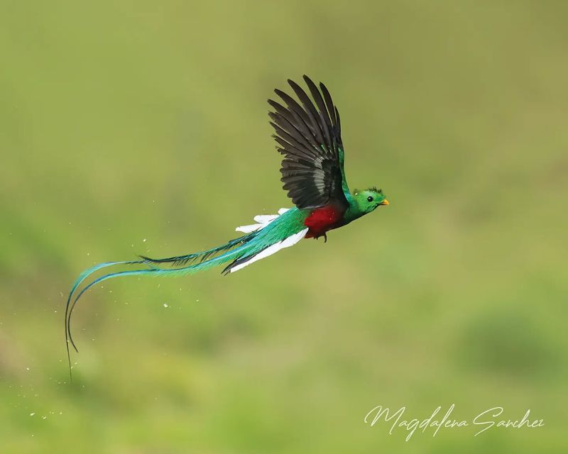 Resplendent Quetzal