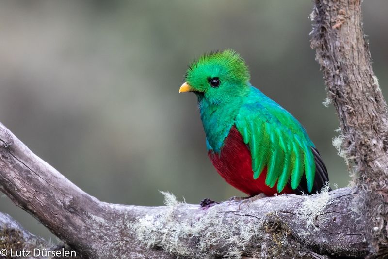 Resplendent Quetzal