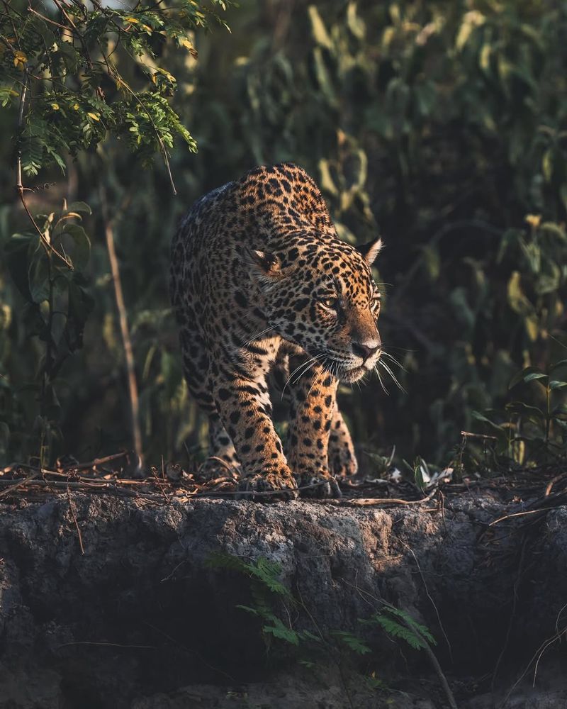 Jaguar