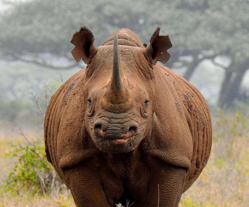 Rhino Conservation Challenges