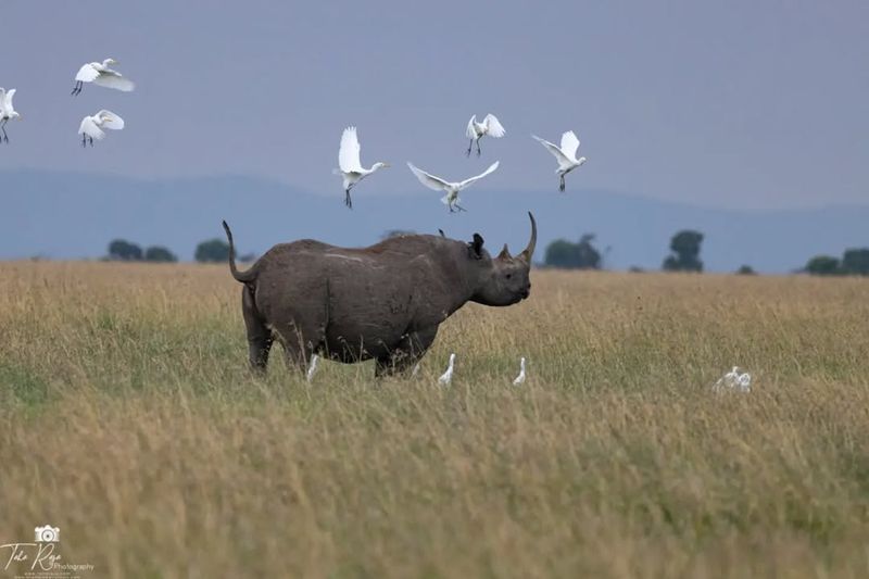 Rhinos' Social Structures