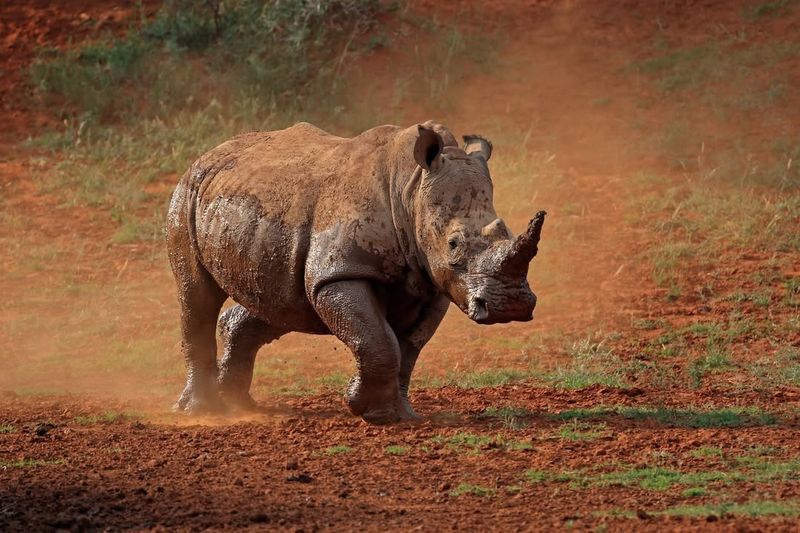 Rhinos' Remarkable Speed