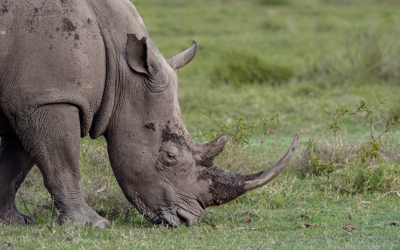 Rhinos' Intelligence and Memory