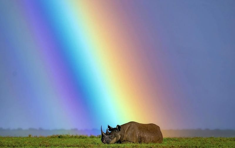 Rhinos and Climate Change