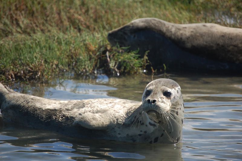 Rhode Island's Harbor Seal