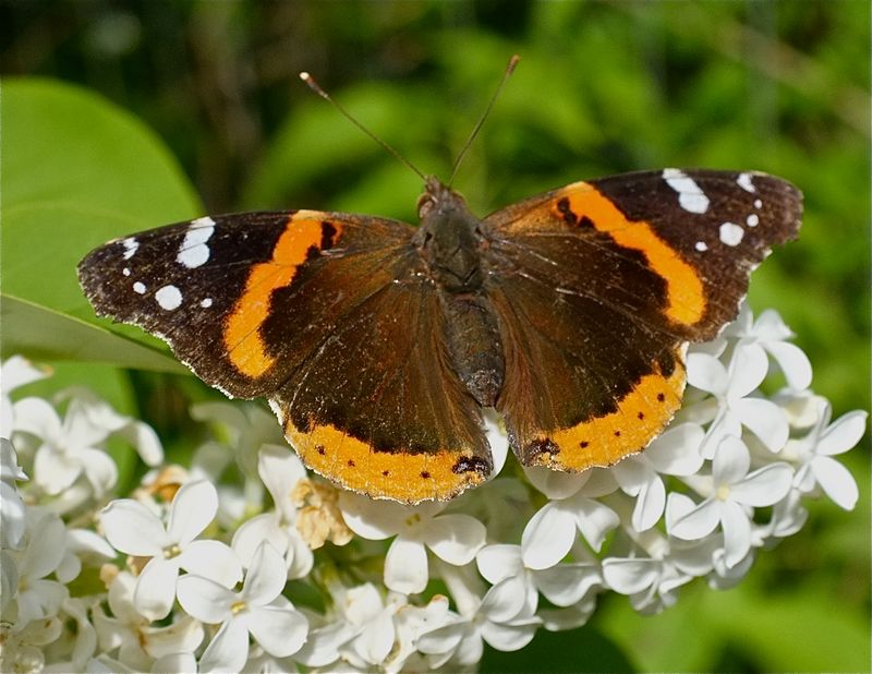 Rhode Island's Giant Rhode Island Red Admiral