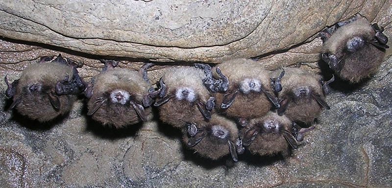 Rhode Island's Coastal Bats