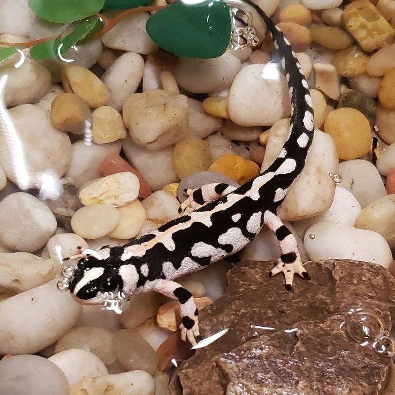 Rhode Island's Woodland Wanderer: Marbled Salamander