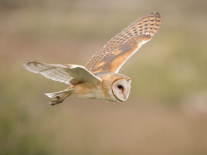 Rhode Island - Barn Owl