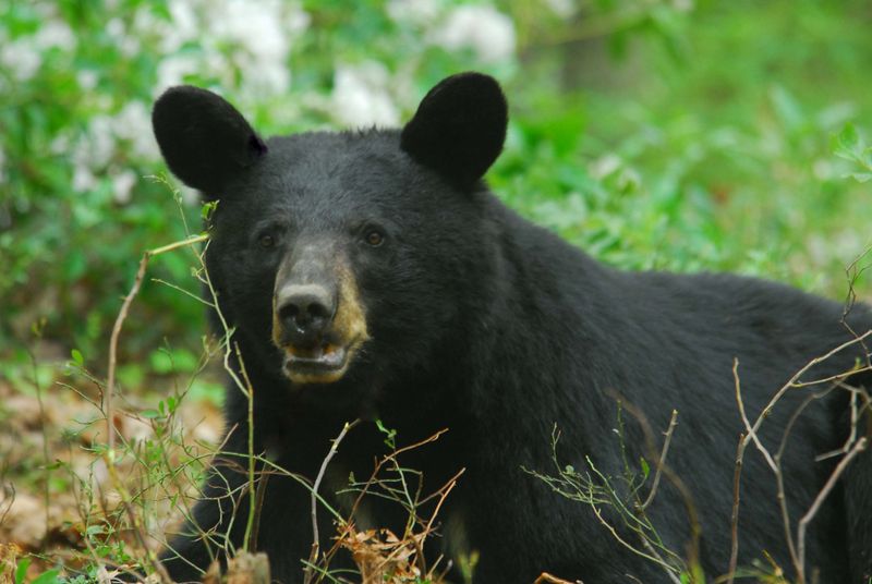 Rhode Island Bear