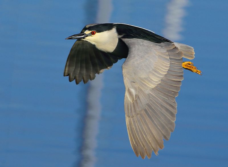 Rhode Island: Black-crowned Night Heron