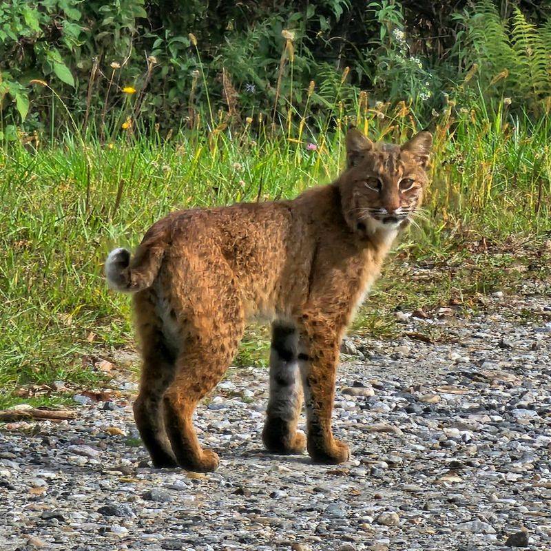 Rhode Island - Bobcat