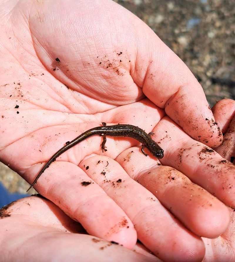 Rhode Island Four-toed Salamander