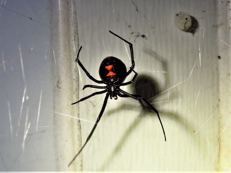 Rhode Island - Northern Black Widow Spider