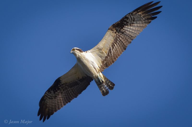 Rhode Island - Osprey