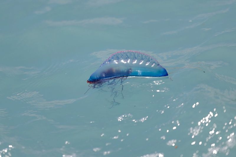 Rhode Island - The Giant Portuguese Man o’ War