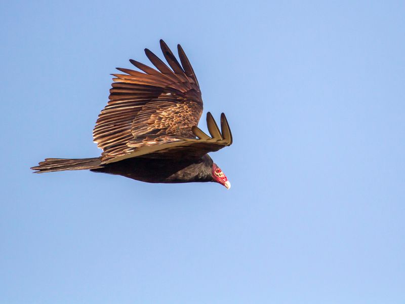 Rhode Island - Turkey Vulture