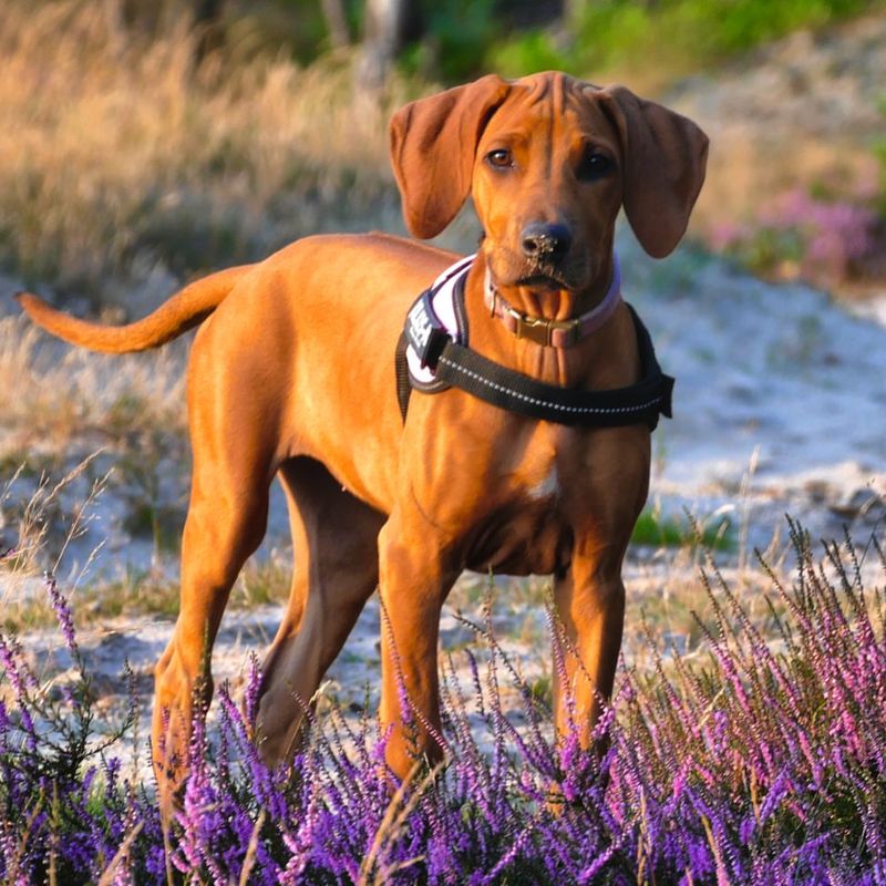 Rhodesian Ridgeback