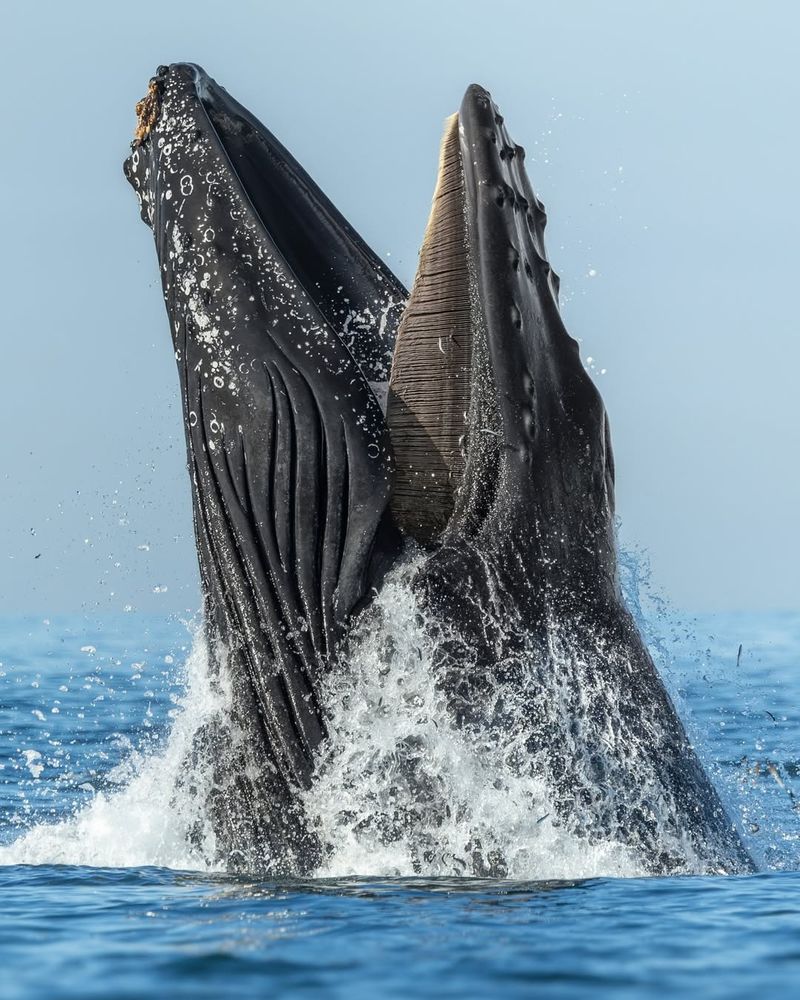 Humpback Whale