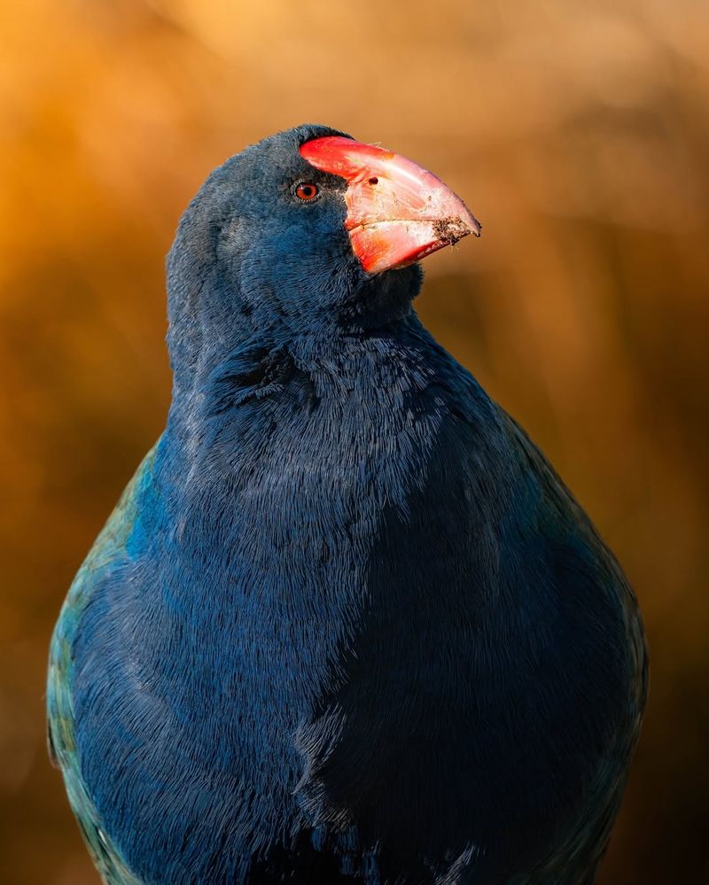 Takahe