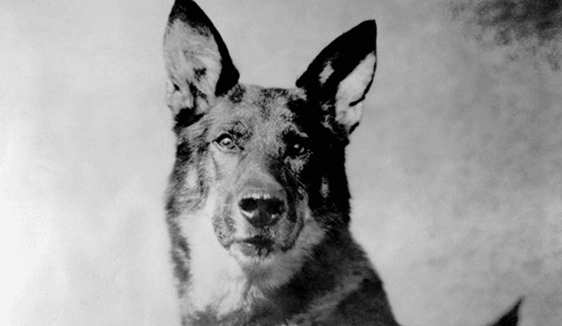 Rin Tin Tin