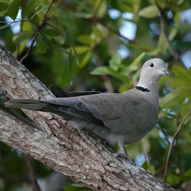 Ring-necked Dove