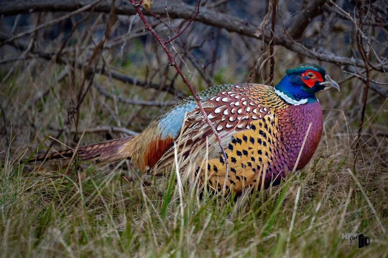 Ring-necked Pheasants