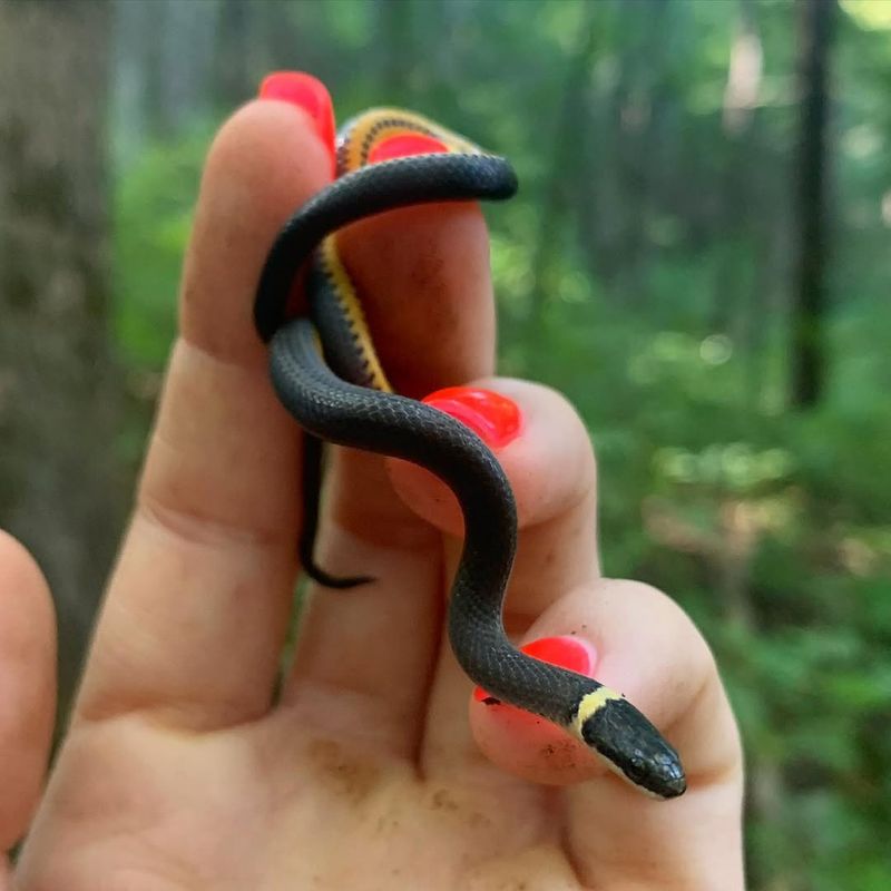 Ring-necked Snake